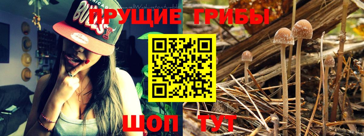 Галлюциногенные грибы Psilocybe Отрадный